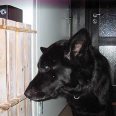 Schæferhund Isi <3 R.I.P ;´/