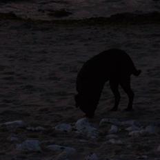 Labrador retriever Mille (MIN!)