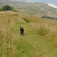 Labrador retriever Mille (MIN!)