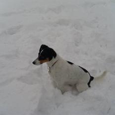 Jack russell terrier Vaks