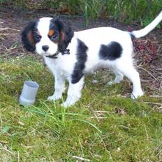 Cavalier king charles spaniel Naya