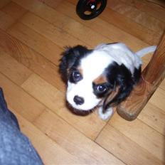 Cavalier king charles spaniel Naya