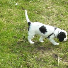 Cavalier king charles spaniel Naya