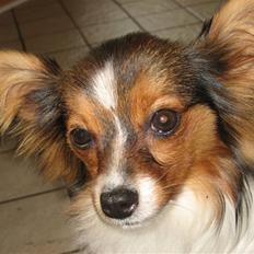 Papillon Hugo-Boss R.I.P