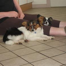 Papillon Hugo-Boss R.I.P