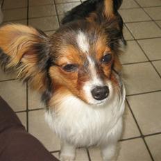 Papillon Hugo-Boss R.I.P