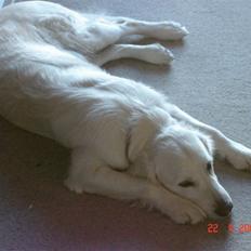 Golden retriever Bertha