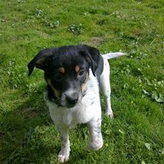 Dansk svensk gaardhund Kato