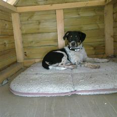 Dansk svensk gaardhund Kato