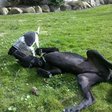 Dansk svensk gaardhund Kato