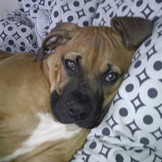 Amerikansk bulldog Milow