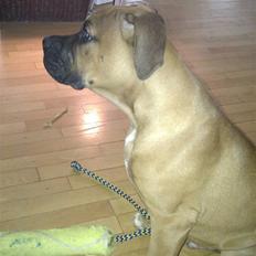 Amerikansk bulldog Milow