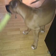 Amerikansk bulldog Milow