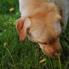 Blanding af racer Mille 