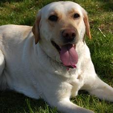 Blanding af racer Mille 