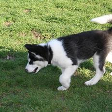 Siberian husky Kenzo