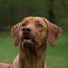Rhodesian ridgeback Kinyemi Luka F'lora