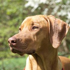 Rhodesian ridgeback Kinyemi Luka F'lora