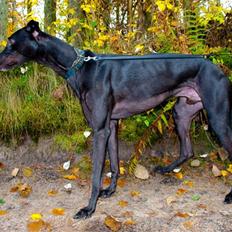 Greyhound Wild Black Ghost