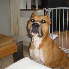 Amerikansk staffordshire terrier Armani