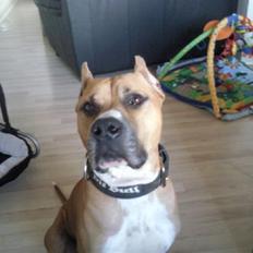 Amerikansk staffordshire terrier Armani