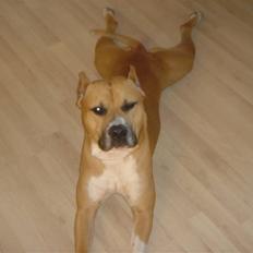 Amerikansk staffordshire terrier Armani