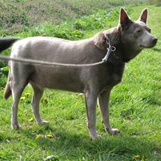 Australsk kelpie keep on moving R.i.p