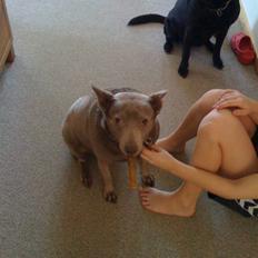 Australsk kelpie keep on moving R.i.p