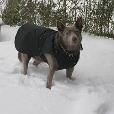 Australsk kelpie keep on moving R.i.p