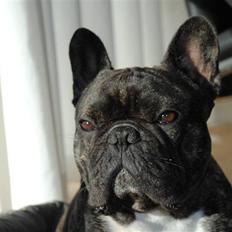 Fransk bulldog Blance Noirs Fuvignon De Ley "Luca"