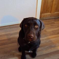 Labrador retriever Basse