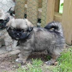 Tibetansk spaniel Bianca (Chulo)