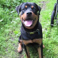 Rottweiler Bertram 