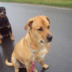 Blanding af racer  >Bamse< aflivet. 