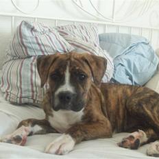 Blanding af racer Chila