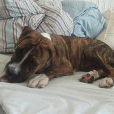 Blanding af racer Chila