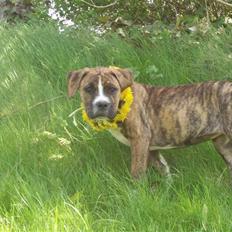 Blanding af racer Chila