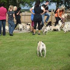 Mops - Danita's Ditte 