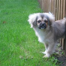 Tibetansk spaniel Chulo's Rang-Po (Rangle)