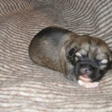 Tibetansk spaniel Chulo's Rang-Po (Rangle)