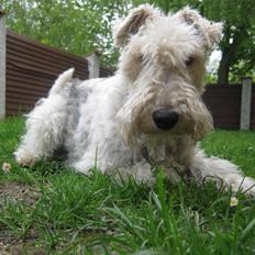 Ruhåret foxterrier Rasmus