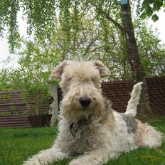 Ruhåret foxterrier Rasmus