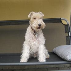 Ruhåret foxterrier Rasmus