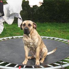 Dogo canario Becco
