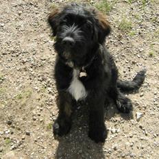 Blanding af racer Luffe