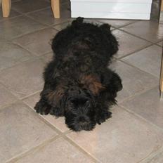 Blanding af racer Luffe