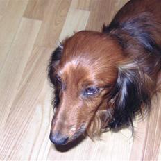 Dværggravhund bandit