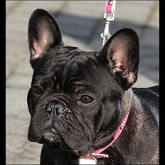 Fransk bulldog Rehab's Gyrinthe