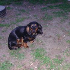 Dværggravhund beatui