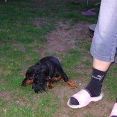 Dværggravhund beatui